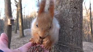 Удалось покормить Белку с Глазиком / Managed to feed a Squirrel with Eye