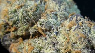 CCC Ep.35: Platinum Cookies / Nate D Rig / Durban Poison Full Melt