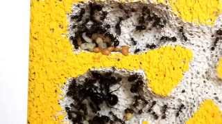 Messor capitatus: life inside the colony