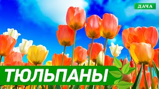 Добрый сад №4 - Тюльпаны