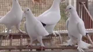 Tauben / Pigeons / Боиные Голуби (Анатолий Романенко , Евпатория, Украина )