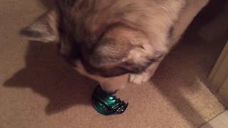 Husky vs  Hair Clip Part 1 LIFE