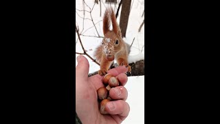 Рыжая и злобный Длинноухий / A redhead and an evil Long-eared