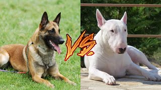 Бультерьер против Малинуа VERSUS