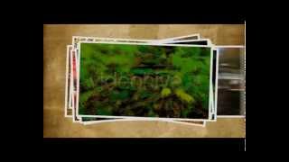 Free After Effects Template "Photo Show V1"