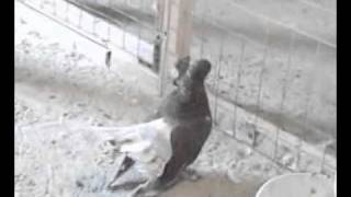 Крюковские панские голуби
