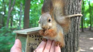 Покормил хорошенького бельчонка / Fed a pretty squirrel