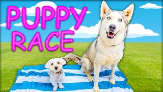 FIRST TO FINISH PUPPY VS HUSKY!