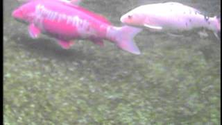 RC U-Boot Thunder Tiger Neptune mit Camera in Koi Teich