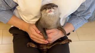 泣いちゃうカワウソを色々な赤ちゃんの抱き方であやしあげた！I soothed the crying otter with various baby holding techniques!