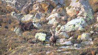 Caccia allo Stambecco in val Calanca (Ibex Hunting)