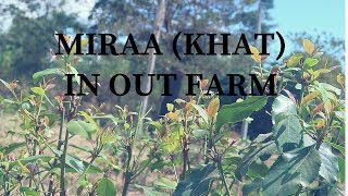 MIRAA (KHAT) IN OUR FARM.