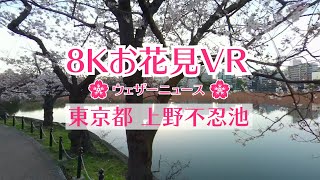 8Kお花見VR「東京都・上野恩賜公園、不忍池」ウェザーニュース／sakura VR