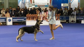 Танцы с собаками "Россия - 2015". Dog Dancing. Canine Freestyle.