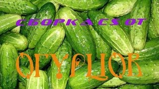 Обзор cs1.6(сборка ОГУРЦОВ)