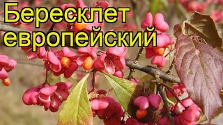 Бересклет европейский. Краткий обзор, описание характеристик, где купить саженцы euonymus europaeus