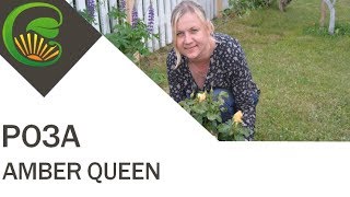 Роза Amber Queen (Harkness)