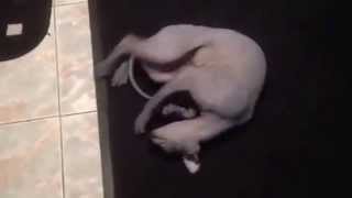 Кот Чучка-пылесос.Cat Chuchka-vacuum cleaner.Животные.Animals.Юмор.Humor.Nana.Nanax.