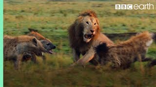 Lion Attacked by Clan of Hyenas - FULL CLIP (with ending) | Dynasties | BBC Earth