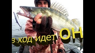 НАКОНЕЦ ТО ПОПЕРЛО / Ловля судака на ратлины / Ратлины / Судак