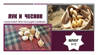 Посадка озимого лука и чеснока. Как мы делаем грядки. Тонкости при посадке- залог крупной головки!