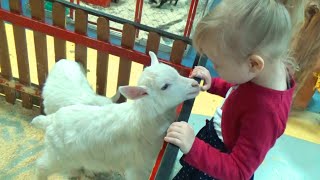 Алиса в детском зоопарке кормим животных и птиц Alice in the children's zoo feed animals