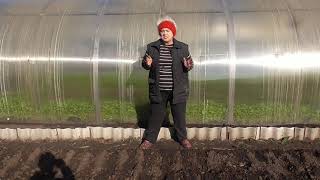 Как я утепляю лук, высаженный под зиму. Чем можно утеплить грядки с озимым луком?