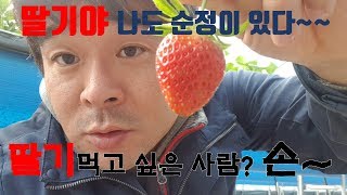 (고성촌놈)딸기먹는놈 빨간맛 하우스딸기 임산부노약자시청금지ㅋ 딸기체험 MUKBANG 草莓
