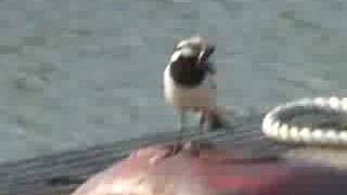 ご機嫌なセキレイ　Bird with good mood