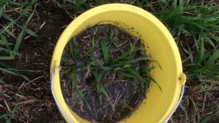 Infiltrationstest Direktsaat und Mulchsaat. Infiltration test NoTill and MinTill