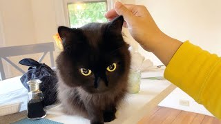 【しゃべる猫】朝食の邪魔をして仕事に行かせてくれない猫【かわいい】