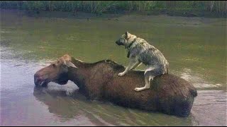 Животные спасают друг друга ! Невероятные случаи взаимопомощи между животными!