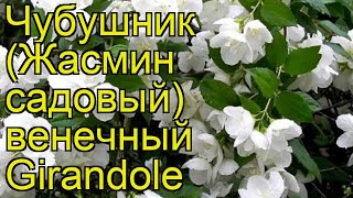Чубушник венечный Жирандоль. Краткий обзор, описание характеристик philadelphus coronarius Girandole