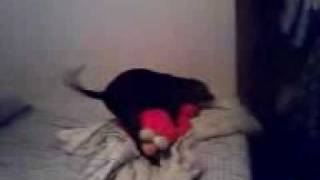 Naked girl dog humping elmo