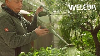 Arbeiten bei Weleda