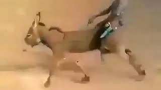 Azeri Prikol 2018