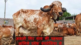 Identification and features of Gir Cow by Ramesh Rupareliya | Shree Gir Gau Krushi Jatan Sansthan