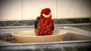 Stanley parrot bathed