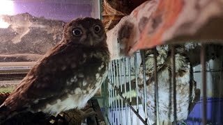 Совёнок Лучик общается с сычом Чучундрием и кошмарит шишку