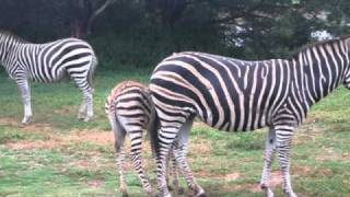 Cute Baby Zebra going crazy - Werribee zoo