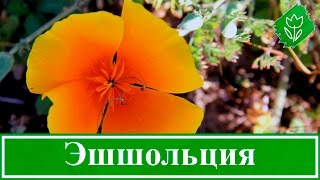 Цветы эшшольция – посадка и уход, выращивание эшшольции из семян; эшшольция калифорнийская