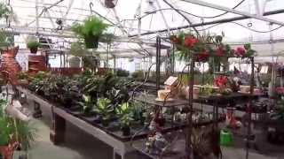 #373 США Аляска Анкоридж Питомник растений и удивительный магазин Bell's Nursery