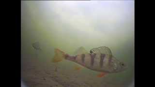 Underwater ice fishing lures