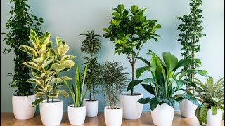 5 secrets pour avoir des belles plantes d'intérieurs ?