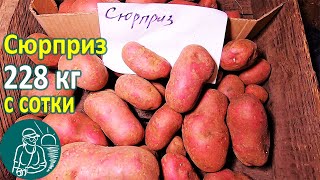 Сюрприз в жарком климате от посадки до урожая ???? Выращивание картофеля Опыт Гордеевых