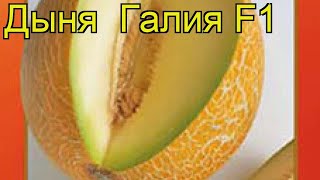 Дыня Галия F1 (Дыня). Краткий обзор, описание характеристик, где купить семена cucumis melo