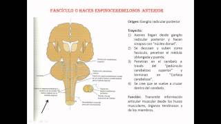 Vias ascendentes de la medula espinal Uatx