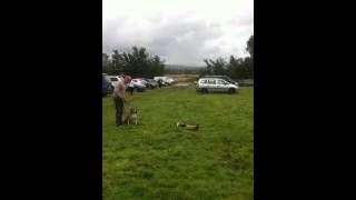 Carlow dog show2012