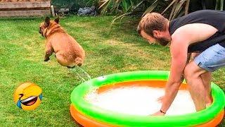 Funniest Cats And Dogs Videos - Best Funny Animal Videos 2022