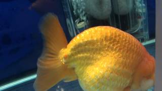 Goldfish Competition Jumbo Ranchu AQUARAMA 2011